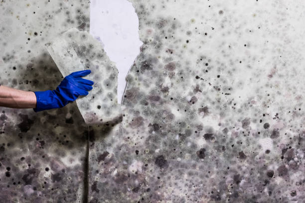 Professional Mold Remediation in Watsontown, PA